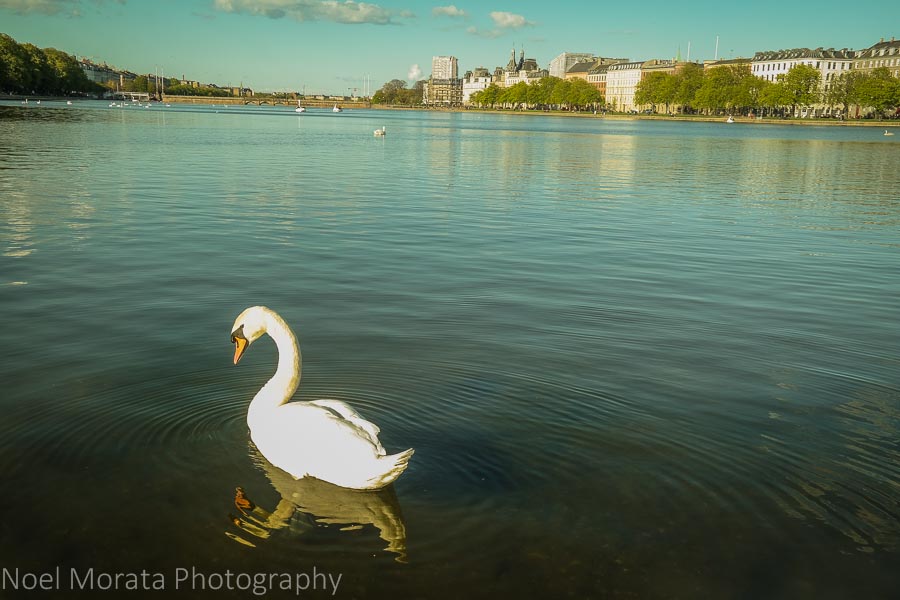 Peblinge Lake and swans in central Copenhagen