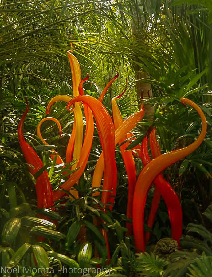 Chihuly sculpture at the Phipps conservatory tour