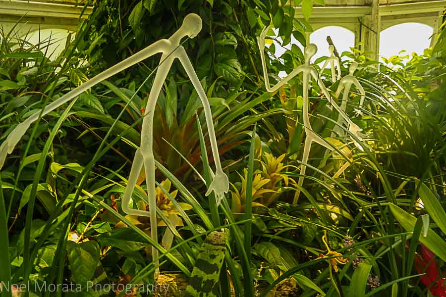 A glass sculpture display - Phipps conservatory