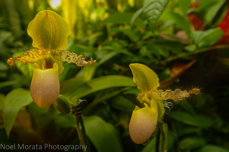 Slipper orchids - Phipps conservatory tour