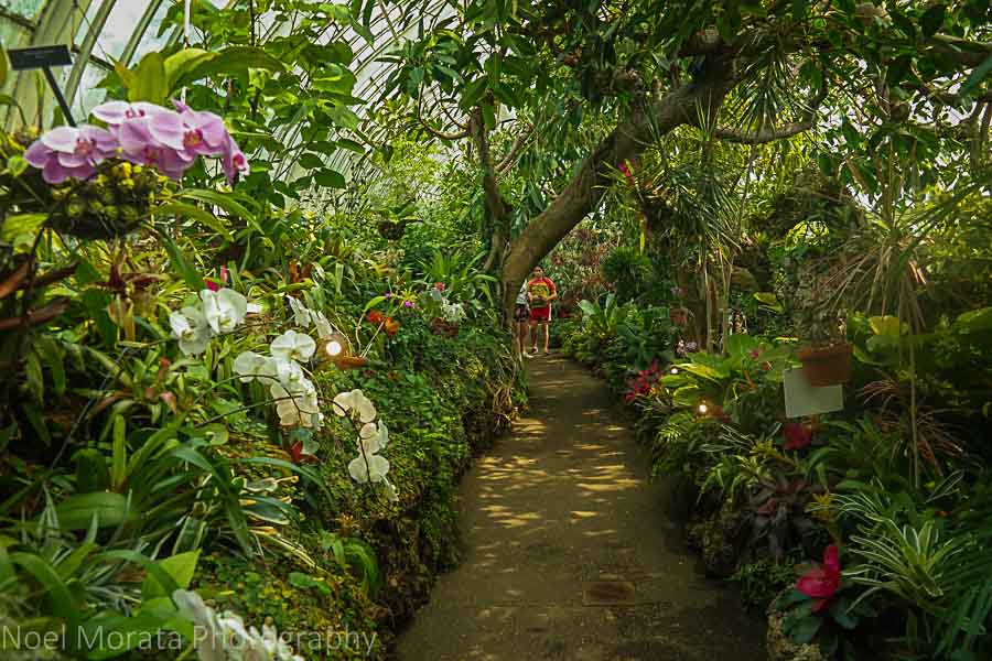 Exotic tropical garden - Phipps conservatory, Pittsburgh