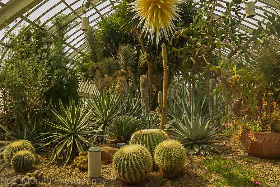 Desert environment - Phipps conservatory tour