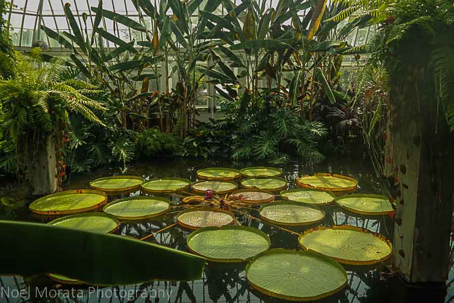 Giant lily pads at Phipps conservatory, Pittsburgh