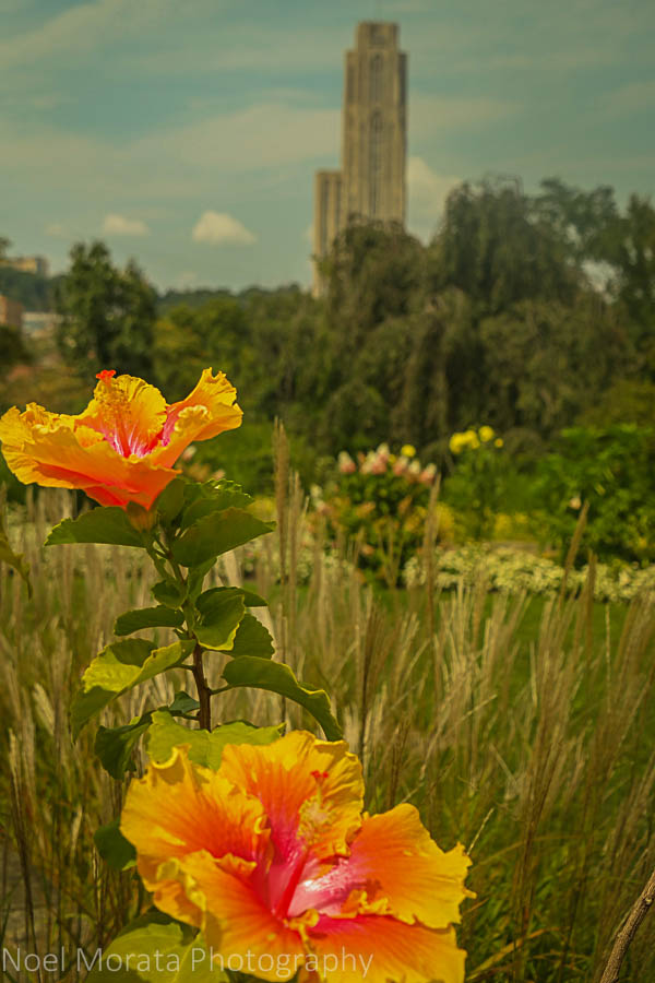 Phipps conservatory and the Cathedral of Learning, Pittsburgh