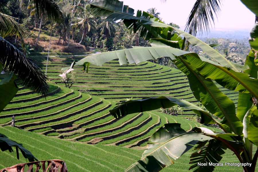 The rice paddies at Gunung Salak - Alila Journeys