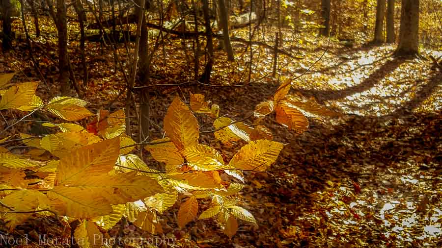 Autumn color at Hinckley Reservation in Ohio