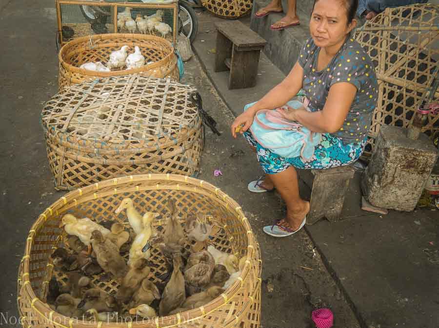 Live ducks for sale with a vendor in Tabanan, Bali - Markets in Bali