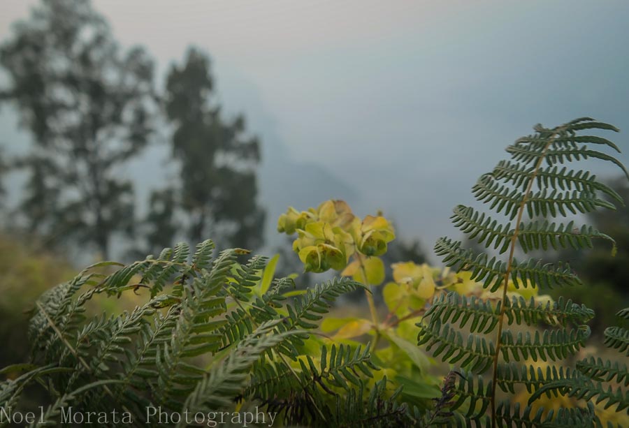 Euphorbias at the lookout point - Mt. Bromo, Indonesia