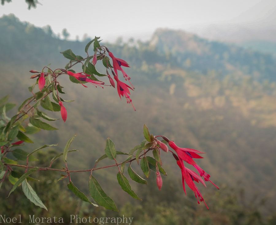 Wild fuschia at Mt. Bromo lookout point