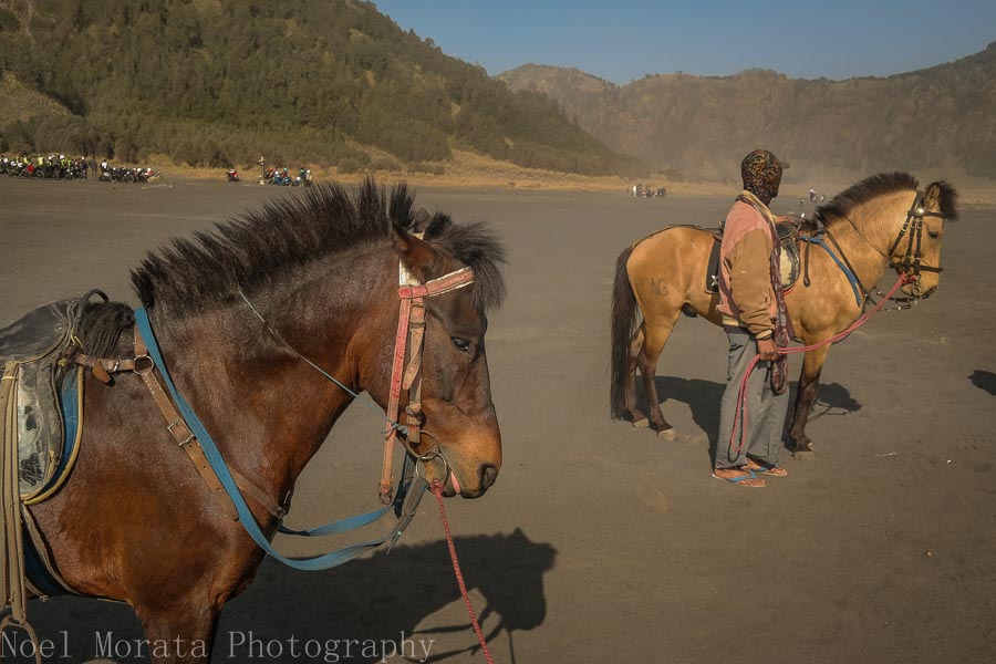 Hired guides and horses - Visiting Mt. Bromo, Indonesia