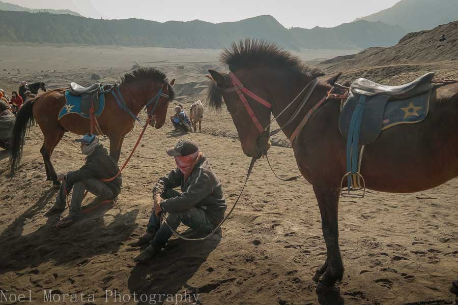 Horse and guide waiting for their passengers at the steam vents - Mt. Bromo caldera