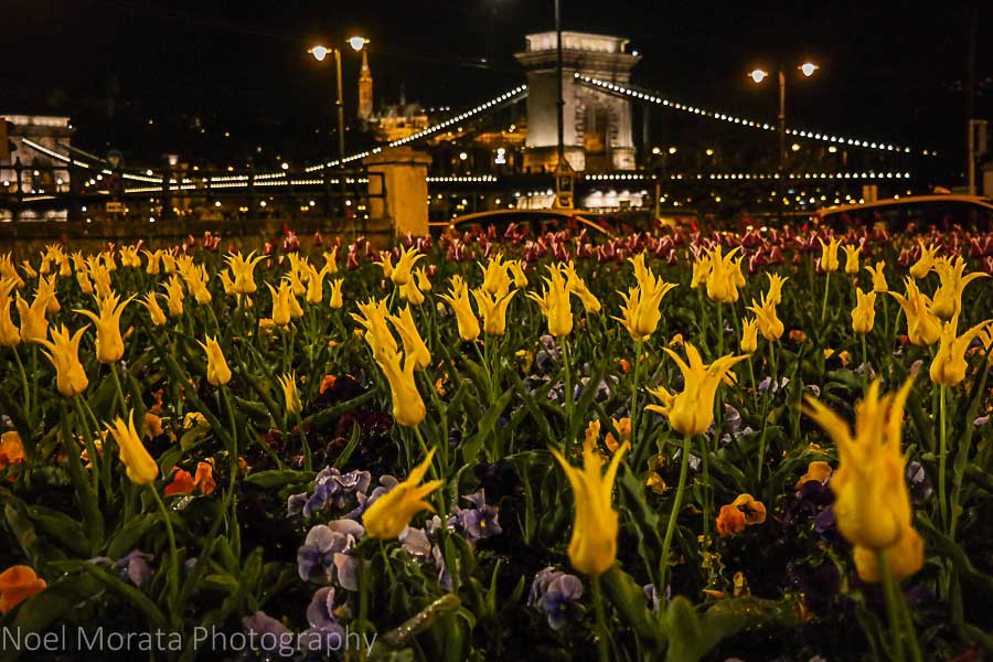 Spring annuals fronting the Chain bridge at night