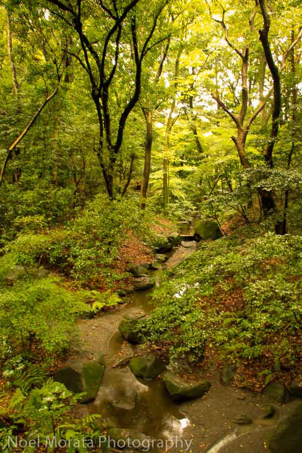 Forest areas of Yoyogi park in Tokyo - Best places to photograph Tokyo Japan