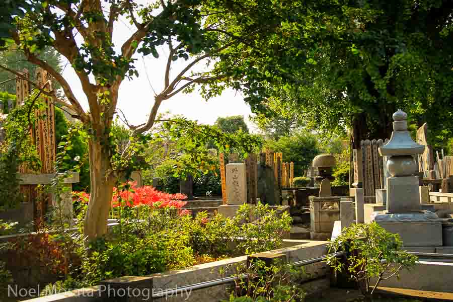 Aoyama cemetery - Best places to photograph Tokyo Japan