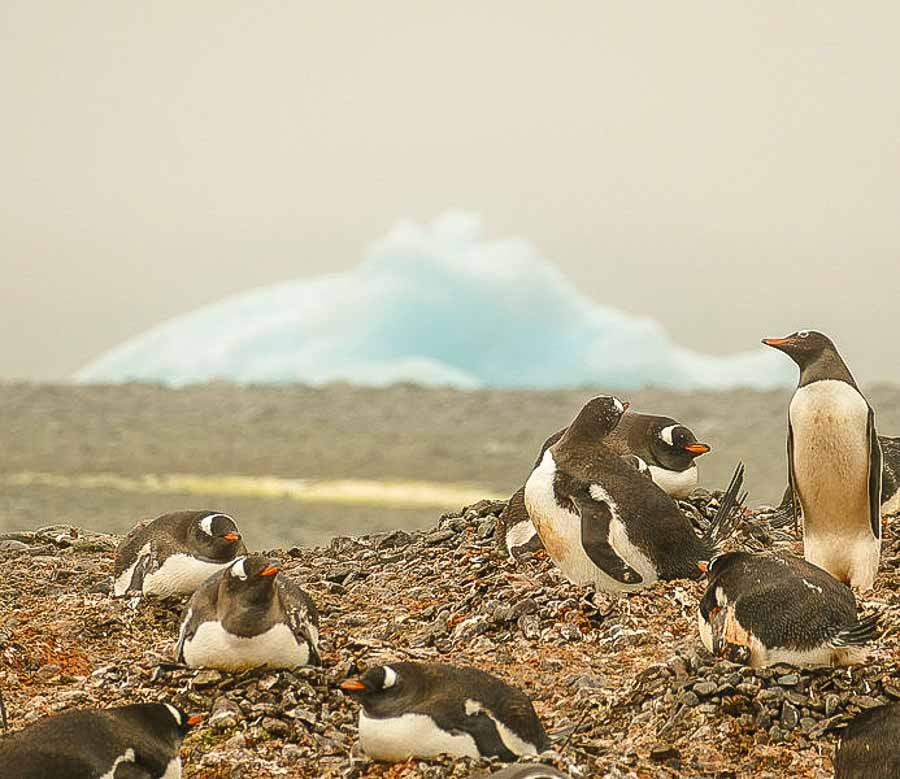 Antarctica and penguins Boomer international bucket list travel
