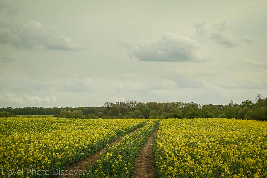 Wild mustard fields on the outskirts of Berlin Germany