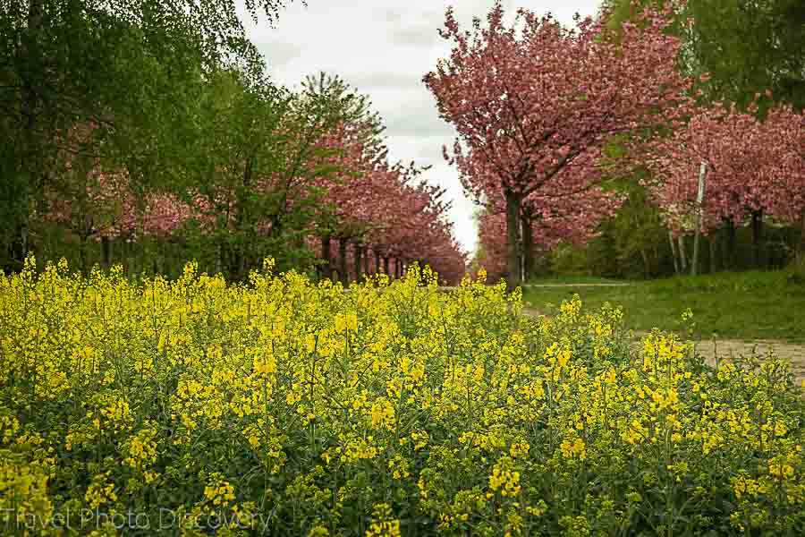 Cherry Blossoms and wild mustard plants in Berlin Germany