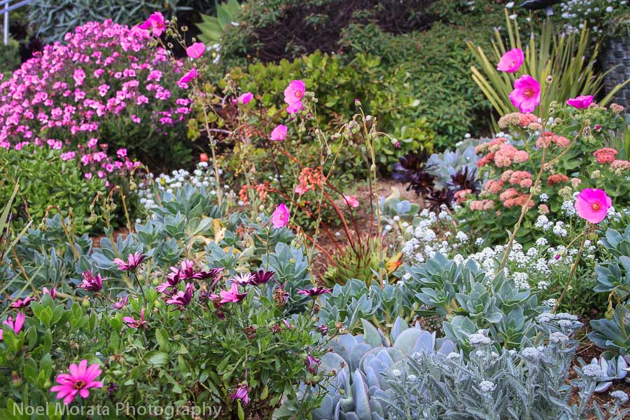 California native blooms at 16th Avenue stairs Cool stairs in San Francisco