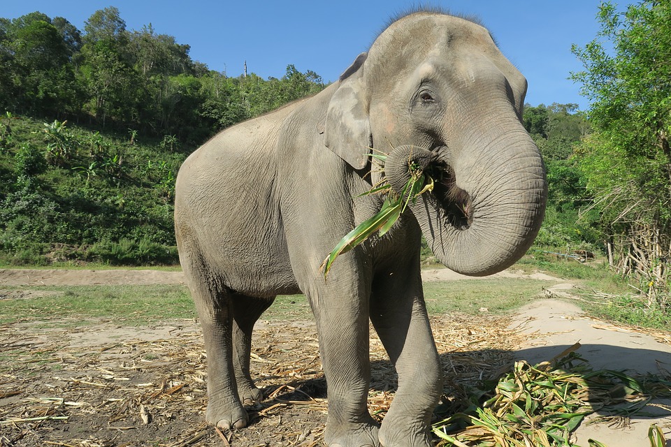 Northern Thailand Elephant sanctuary