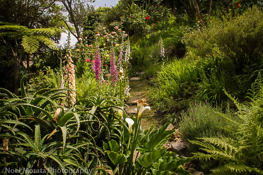 Annuals in bloom at the Filbert steps Cool stairs in San Francisco