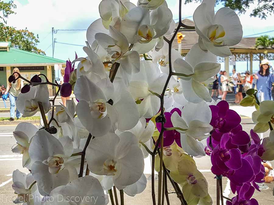 The Merrie Monarch parade and locally grown orchids