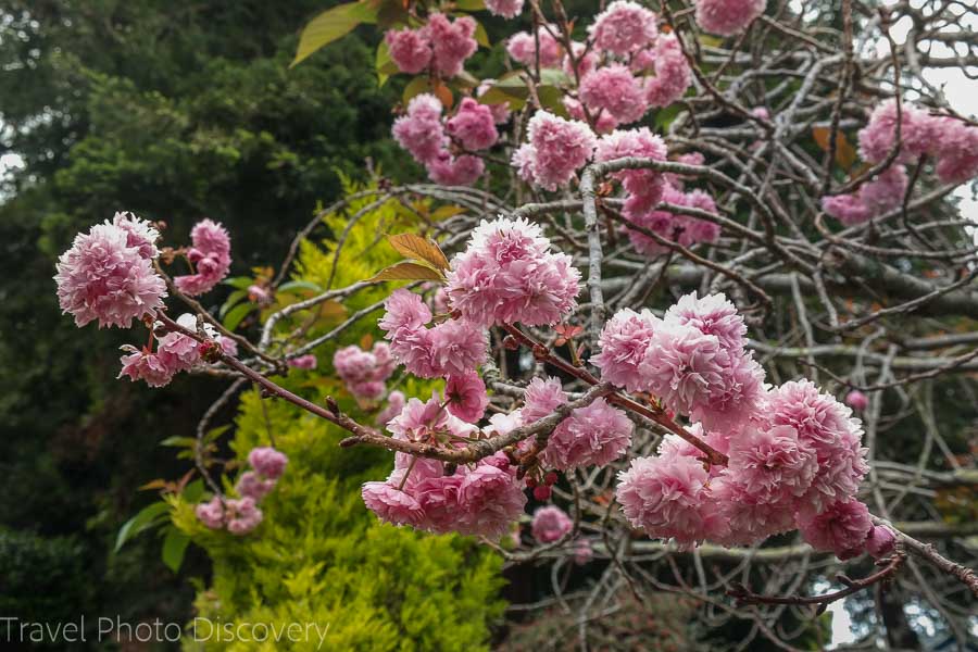 Cherry blossoms in bloom at the Vulcan Stairs in San Francisco