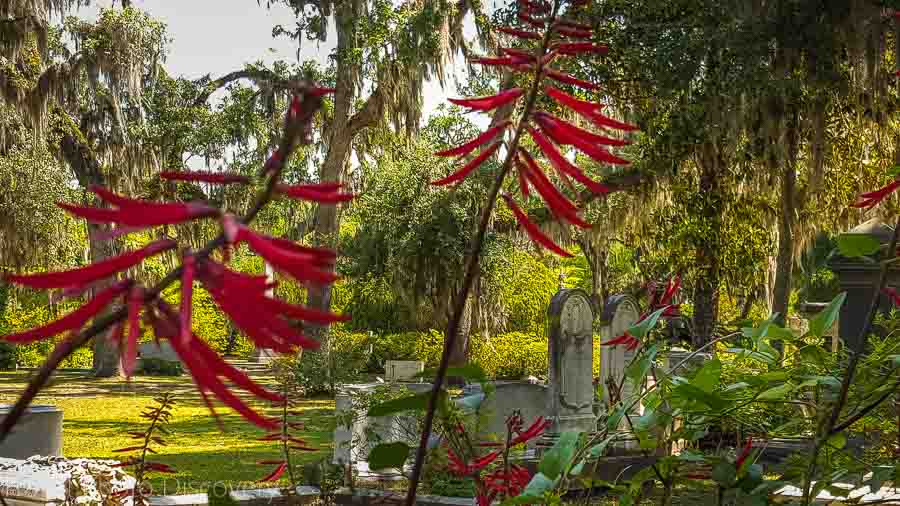 Wildflowers at Bonaventure Cemetery Savannah