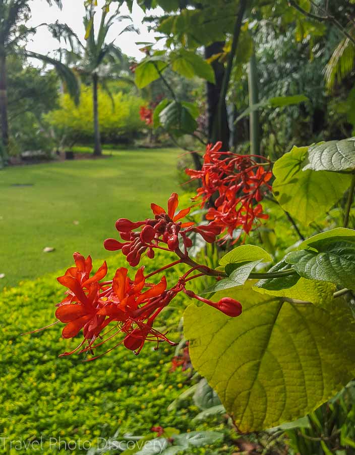 Tropical blooms Miami Beach Botanical Garden