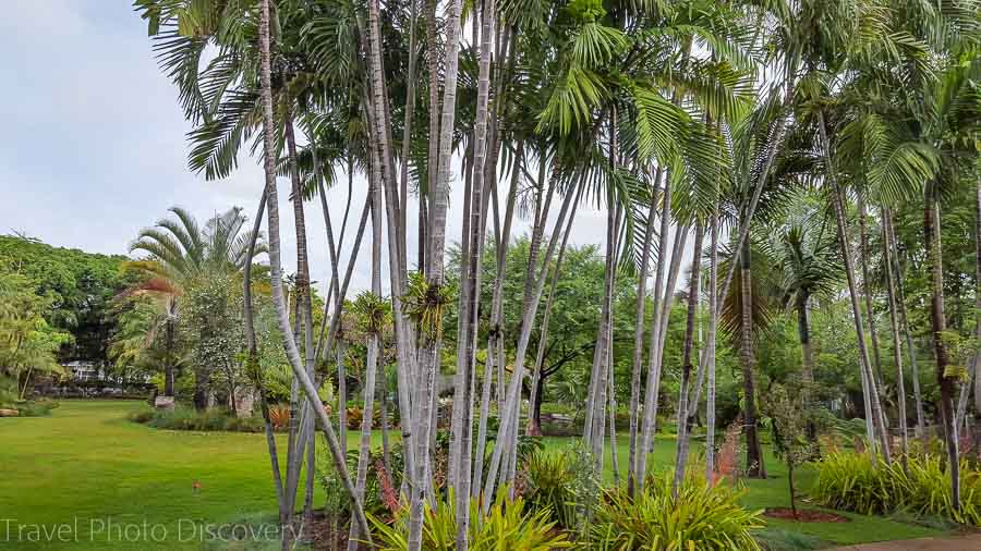 A stand of palm trees at Miami Beach Botanical Garden