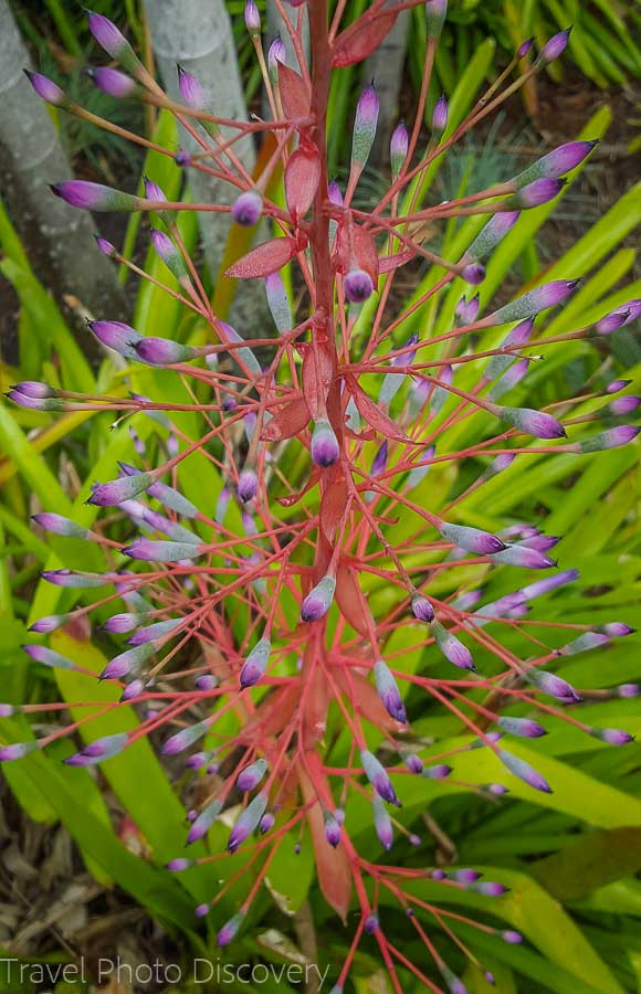 Tropical blooms at Miami Beach Botanical Garden