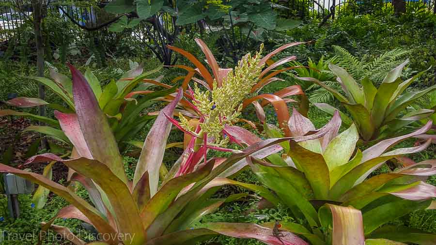 Tropical blooms at Miami Beach Botanical Garden