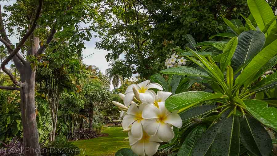 Plumeria blooms Miami Beach Botanical Garden