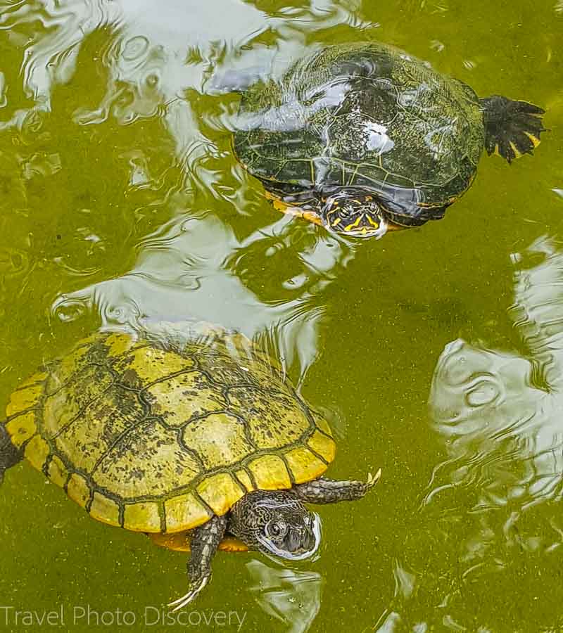 Turtles in the pond at Miami Beach Botanical Garden