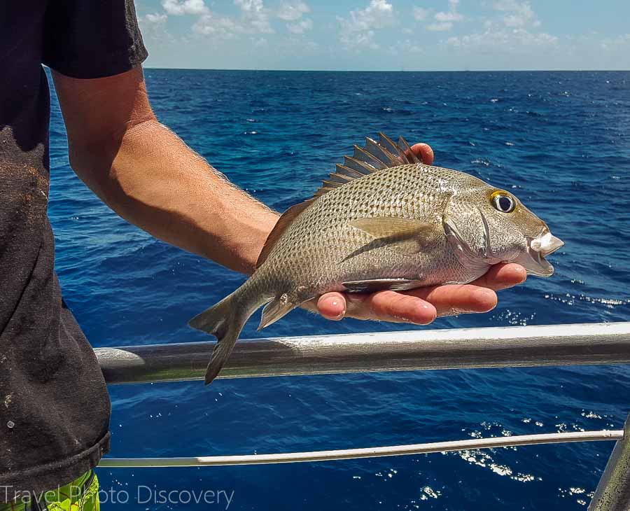 Captain Michael fishing at Robbies, Islamorada Key, Florida