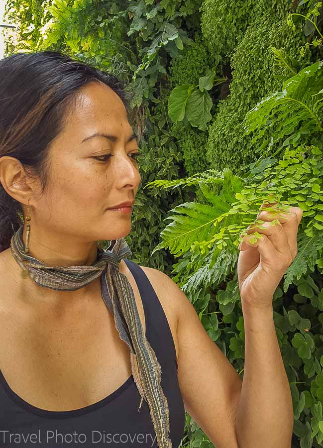 Green wall at SF Moma