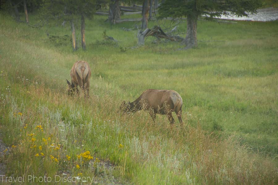 Elks grazing at Yellowstone National Park