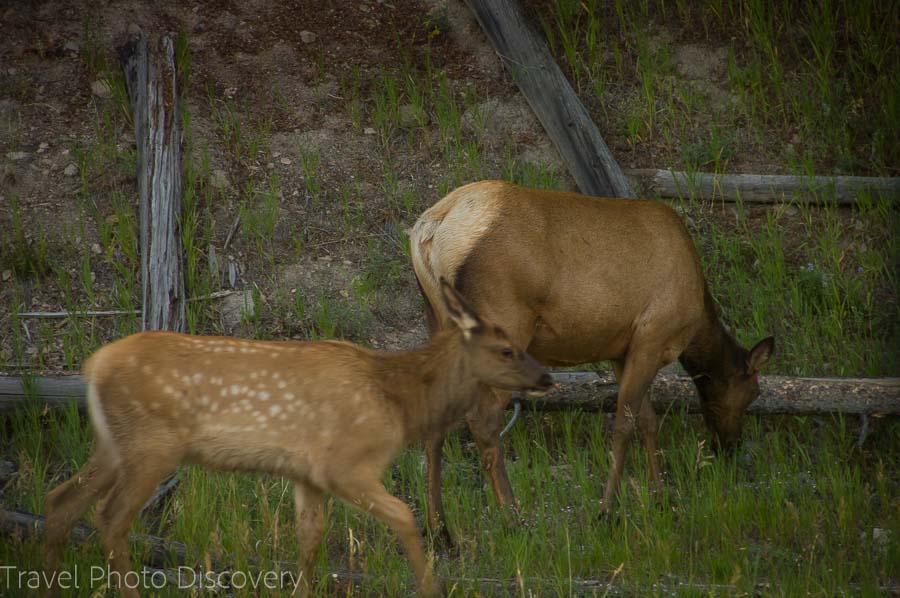 Elks grazing at Yellowstone National Park