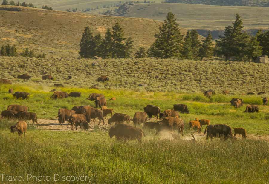 Bison herds wildlife tour at Yellowstone National Park