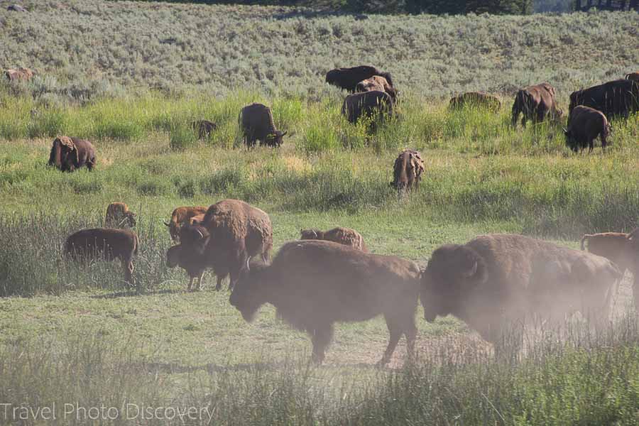 Bison herds wildlife tour at Yellowstone National Park