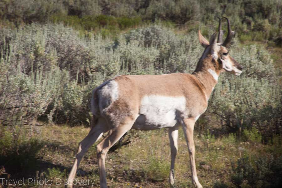 Antelope grazing at Yellowstone National Park