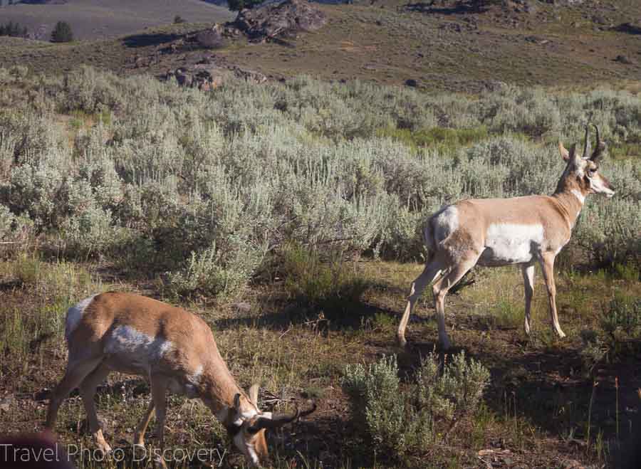 Antelope grazing at Yellowstone National Park