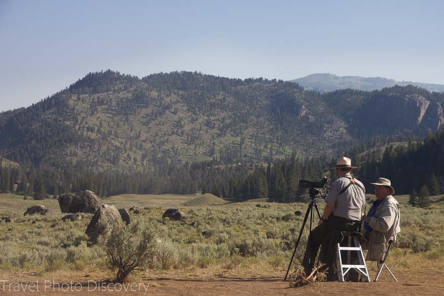 Wildlife tour at Yellowstone National Park