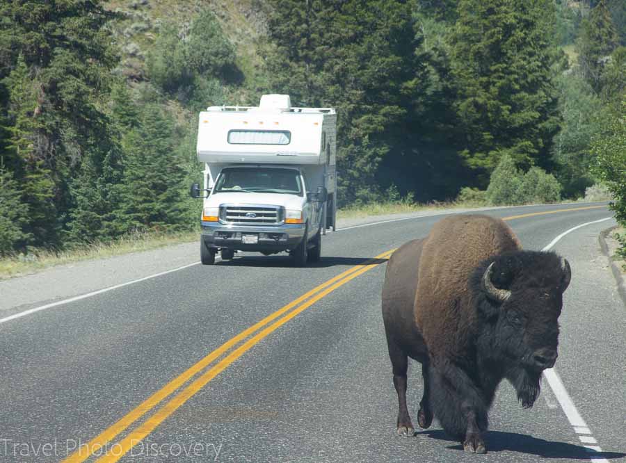 Bison wildlife tour at Yellowstone National Park