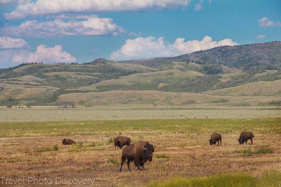 Bisons in the wild Wildlife tour at Grand Teton National Park