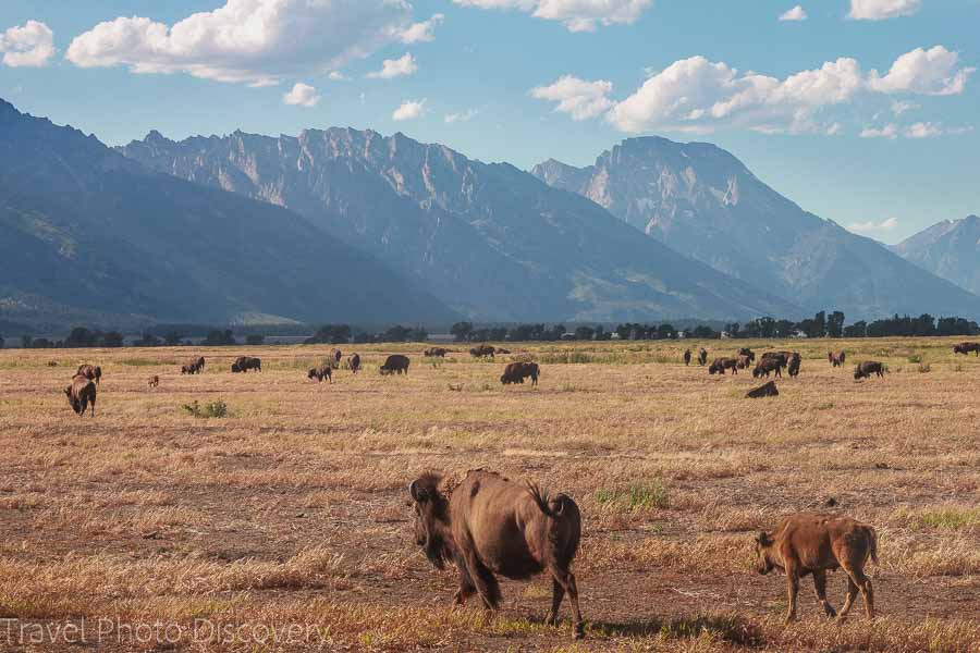 Bisons in the wild Wildlife tour at Grand Teton National Park