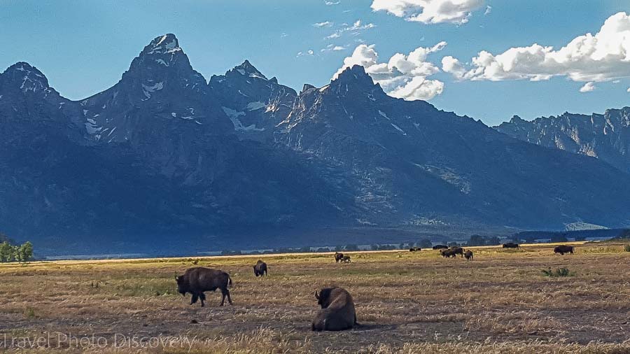 Wildlife tour at Grand Teton National Park