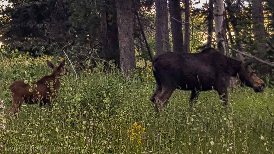 Baby and mother elk at the base of Grand Tetons National Park