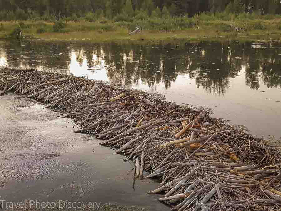 Beaver dam on the Snake river tributary at the Grand Teton range