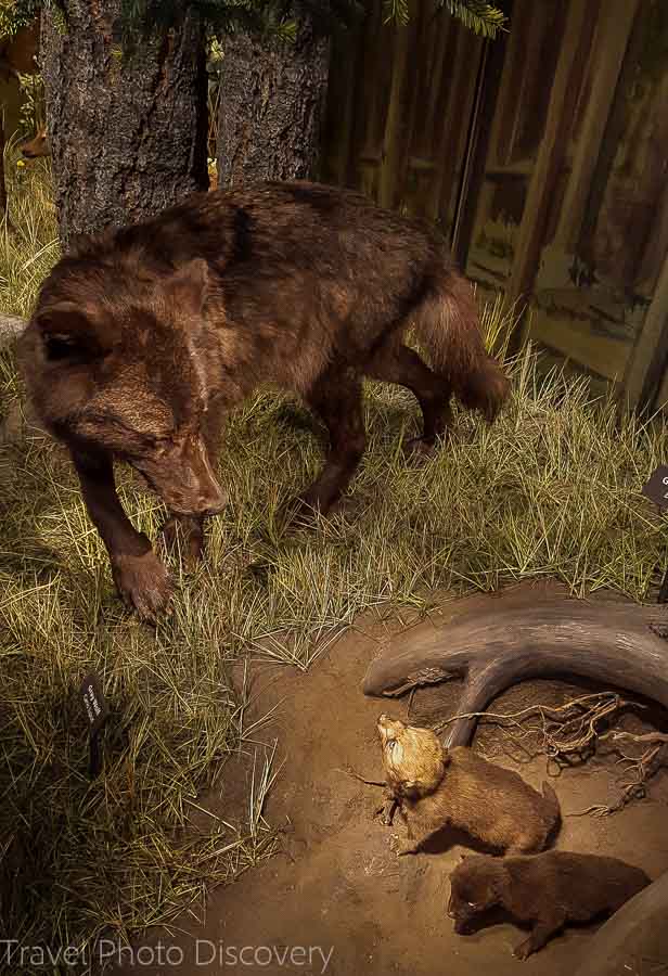 Wolf and cubs at the visitors center Yellowstone National Park 2016