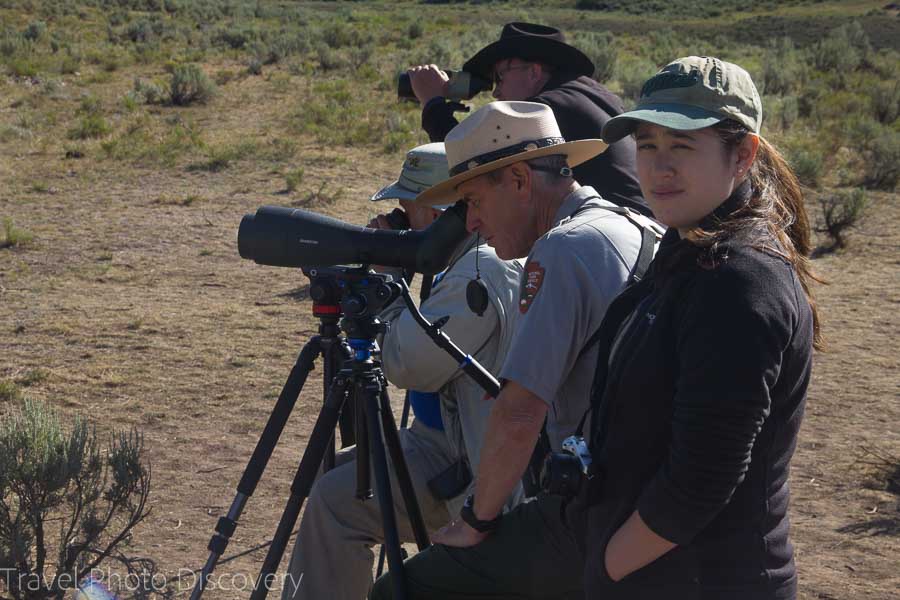 Looking for foxes at Yellowstone National park